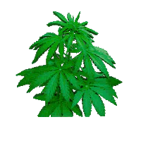 bush